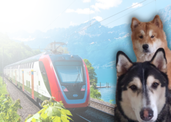 Pet Lovers: Cuidando do seu Peludo na Itália