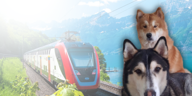 Pet Lovers: Cuidando do seu Peludo na Itália