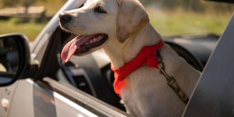 Como Proteger seu Pet do Verão Italiano