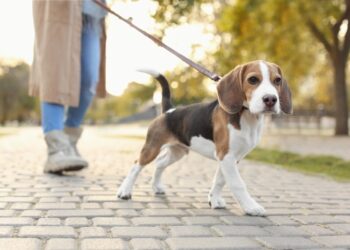 Quanto Custa Manter Seu Pet na Itália: Tudo o Que Você Precisa Saber