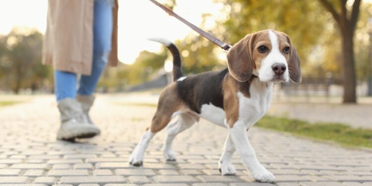 Quanto Custa Manter Seu Pet na Itália: Tudo o Que Você Precisa Saber