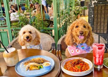 Os Melhores Cafés e Restaurantes Pet-Friendly na Itália