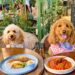 Os Melhores Cafés e Restaurantes Pet-Friendly na Itália