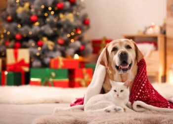 10 Ideias Criativas de Presentes de Natal para Toda a Família (Sim, até para os Pets!)