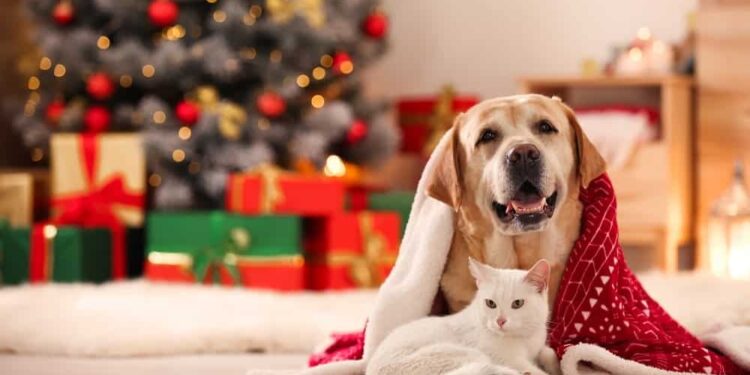 10 Ideias Criativas de Presentes de Natal para Toda a Família (Sim, até para os Pets!)