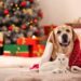 10 Ideias Criativas de Presentes de Natal para Toda a Família (Sim, até para os Pets!)