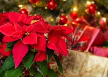 Stella di Natale: O Significado das Flores Vermelhas no Natal Italiano