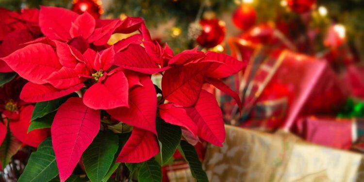 Stella di Natale: O Significado das Flores Vermelhas no Natal Italiano