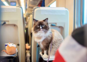 Bilhete de Trem para seu Pet: Tudo o Que Você Precisa Saber