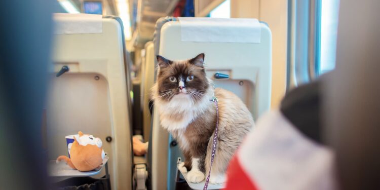 Bilhete de Trem para seu Pet: Tudo o Que Você Precisa Saber