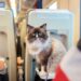 Bilhete de Trem para seu Pet: Tudo o Que Você Precisa Saber