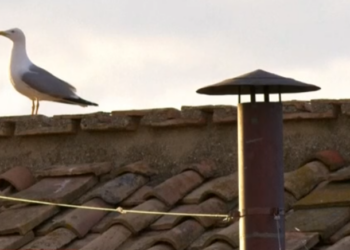 Em Meio ao Mistério do Conclave, Gaivota Pousa na Chaminé do Vaticano