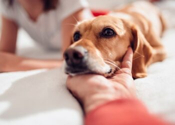 Como Adotar um Animal de Estimação na Itália?