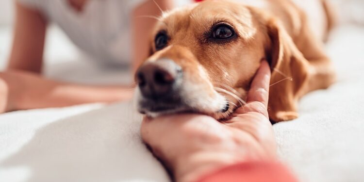 Como Adotar um Animal de Estimação na Itália?