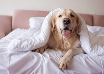 Pets em Hotéis: O Que Você Precisa Saber Antes de Reservar