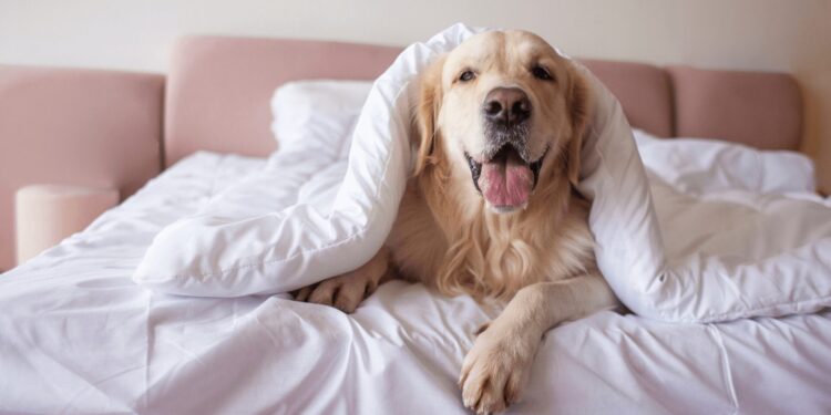 Pets em Hotéis: O Que Você Precisa Saber Antes de Reservar