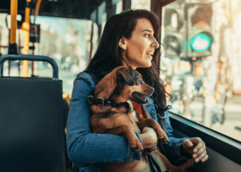 Posso Levar Meu Pet no Ônibus na Itália? Veja O Que Diz a Lei