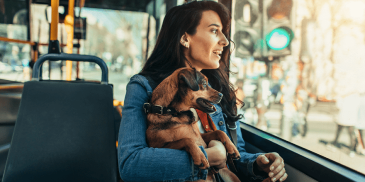 Posso Levar Meu Pet no Ônibus na Itália? Veja O Que Diz a Lei