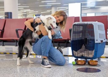 Companhias Aéreas Italianas Poderão Permitir Pets Acima de 10kg na Cabine