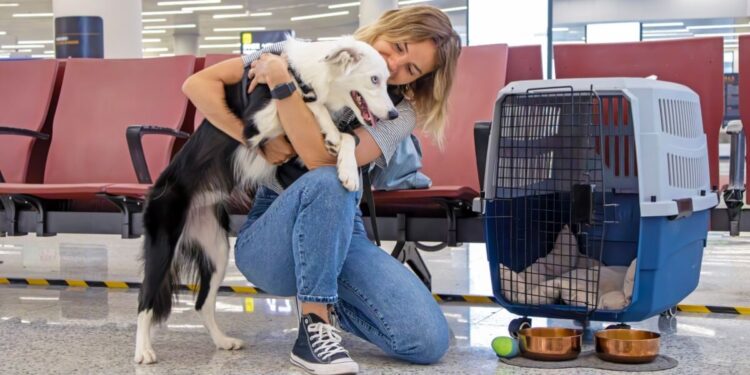 Companhias Aéreas Italianas Poderão Permitir Pets Acima de 10kg na Cabine