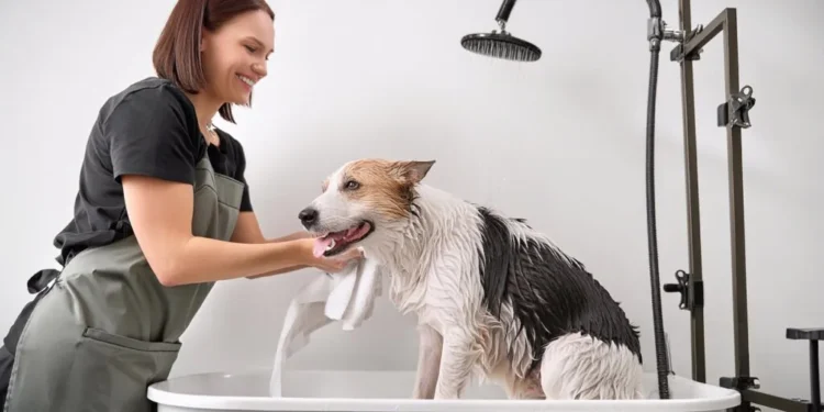 Banho & Tosa em Turim: Locais com Ótimo Custo-Benefício para Seu Pet