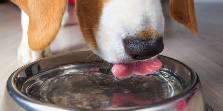 Como Manter Seu Pet Hidratado e Saudável Durante o Verão