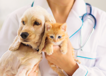 Como Declarar Despesas Veterinárias no Imposto de Renda na Itália