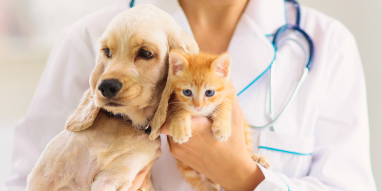 Como Declarar Despesas Veterinárias no Imposto de Renda na Itália