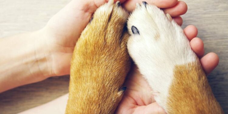 Passeios no Verão: Evite o Horário das 10h às 17h para Proteger Seu Pet