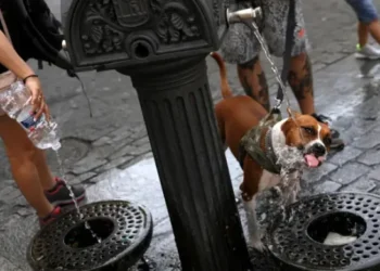 É Seguro Deixar Seu Pet Beber das Fontes na Itália?