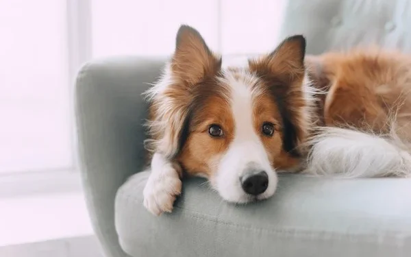 Adaptação do Seu Pet ao Novo País: Como Ajudar na Transição