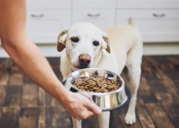 Verão na Itália: O Que Muda na Rotina Alimentar do Seu Cãozinho?