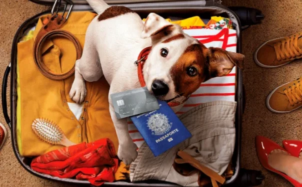Viajar com Pets: Regras de Bagagem e Itens Permitidos no Avião