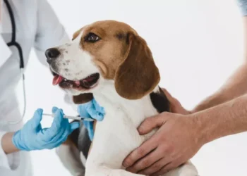 Da sorologia ao Embarque: O que fazer para viajar com pets para a Itália