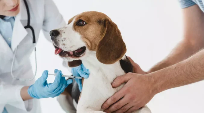 Da sorologia ao Embarque: O que fazer para viajar com pets para a Itália