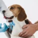 Da sorologia ao Embarque: O que fazer para viajar com pets para a Itália