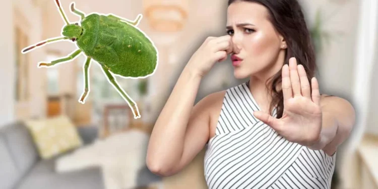 Insetos de Inverno: Dicas Infalíveis para combater as Cimici