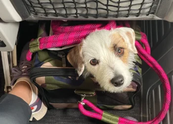 Abandonar um Animal de Estimação é Crime: Planeje-se Antes de Viajar