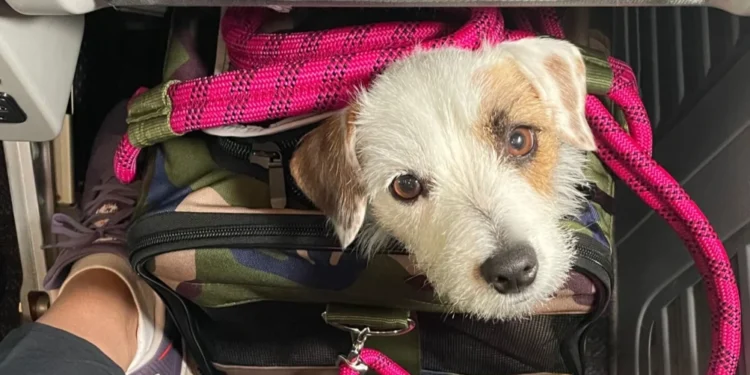 Abandonar um Animal de Estimação é Crime: Planeje-se Antes de Viajar