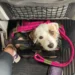 Abandonar um Animal de Estimação é Crime: Planeje-se Antes de Viajar