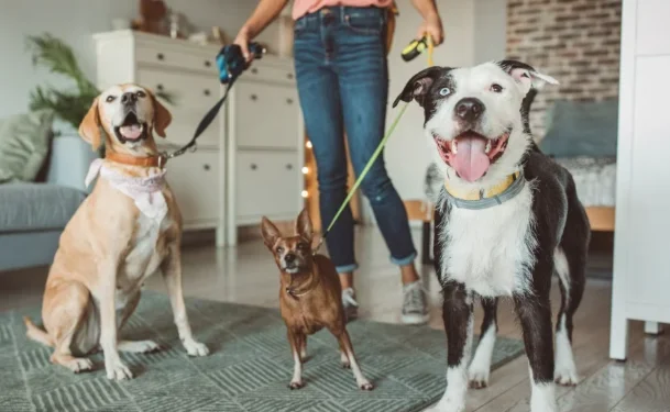 Animais em Condomínio: Regras, Limites e Responsabilidades do Dono