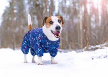 Inverno na Itália: O Que Muda na Rotina Alimentar do Seu Cãozinho?