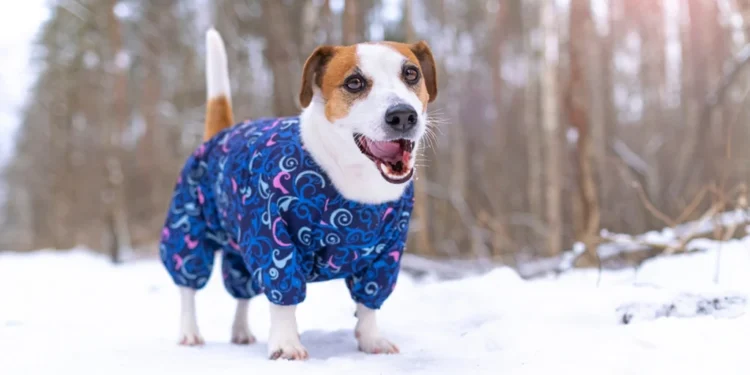 Inverno na Itália: O Que Muda na Rotina Alimentar do Seu Cãozinho?