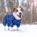 Inverno na Itália: O Que Muda na Rotina Alimentar do Seu Cãozinho?