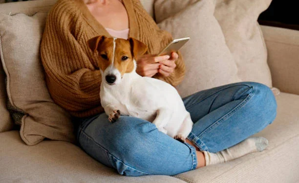 Perturbação Noturna por Cachorro: O Que a Lei Prevê e Como Evitar Multas