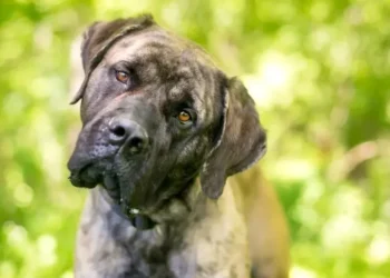 Por que seu cachorro inclina a cabeça? Estudo aponta ligação com atenção e aprendizado de palavras