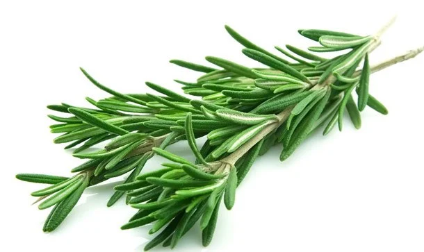 Google Imagens - ALECRIM Black Toucan 70grs - Amazonia Brasil - 24/12/2025