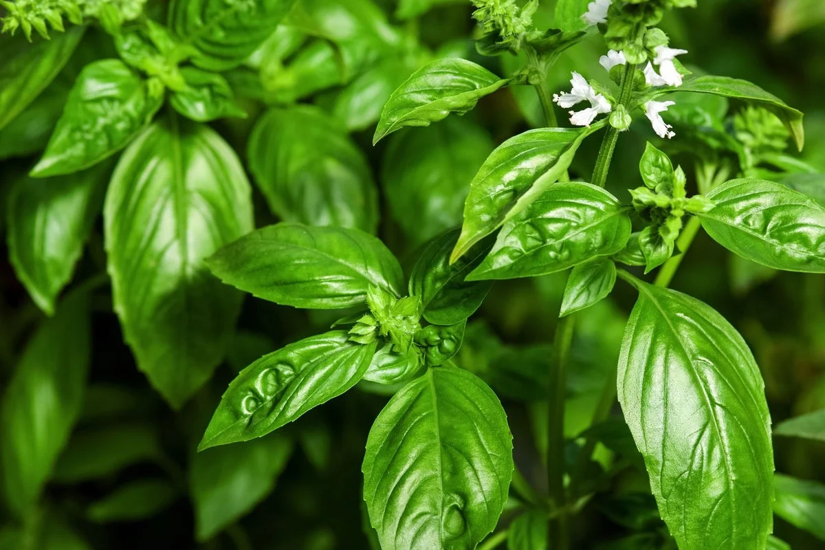 Google Imagens - 10 Basil Benefits for Your Health (with Nutritional Info & Recipes ... - 24/12/2025