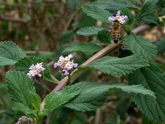 Google Imagens - Erva Cidreira | Ervanaria - 24/12/2025
